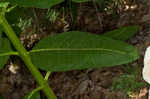 Common milkweed